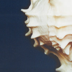 Ocean Seashells 4-piece Framed Canvas Wall Art Set