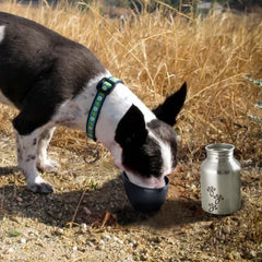 Plastic Fin Cap Pet Travel Water Bottle in Stainless Steel, Small - Silver and Black